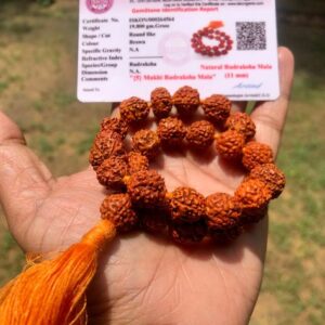 Original Rudraksha